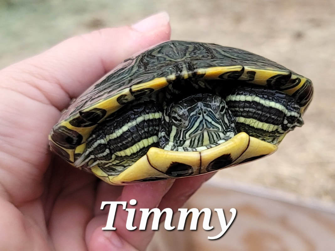Timmy