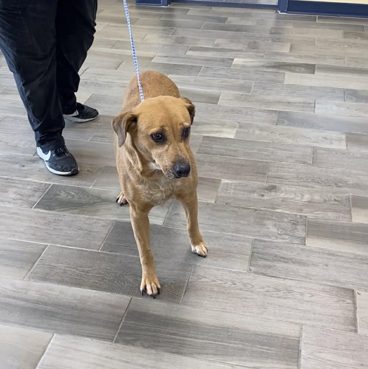 Enlarge Billie Jean, a ADOPTABLE mixed breed in Nevada, MO image 1/1