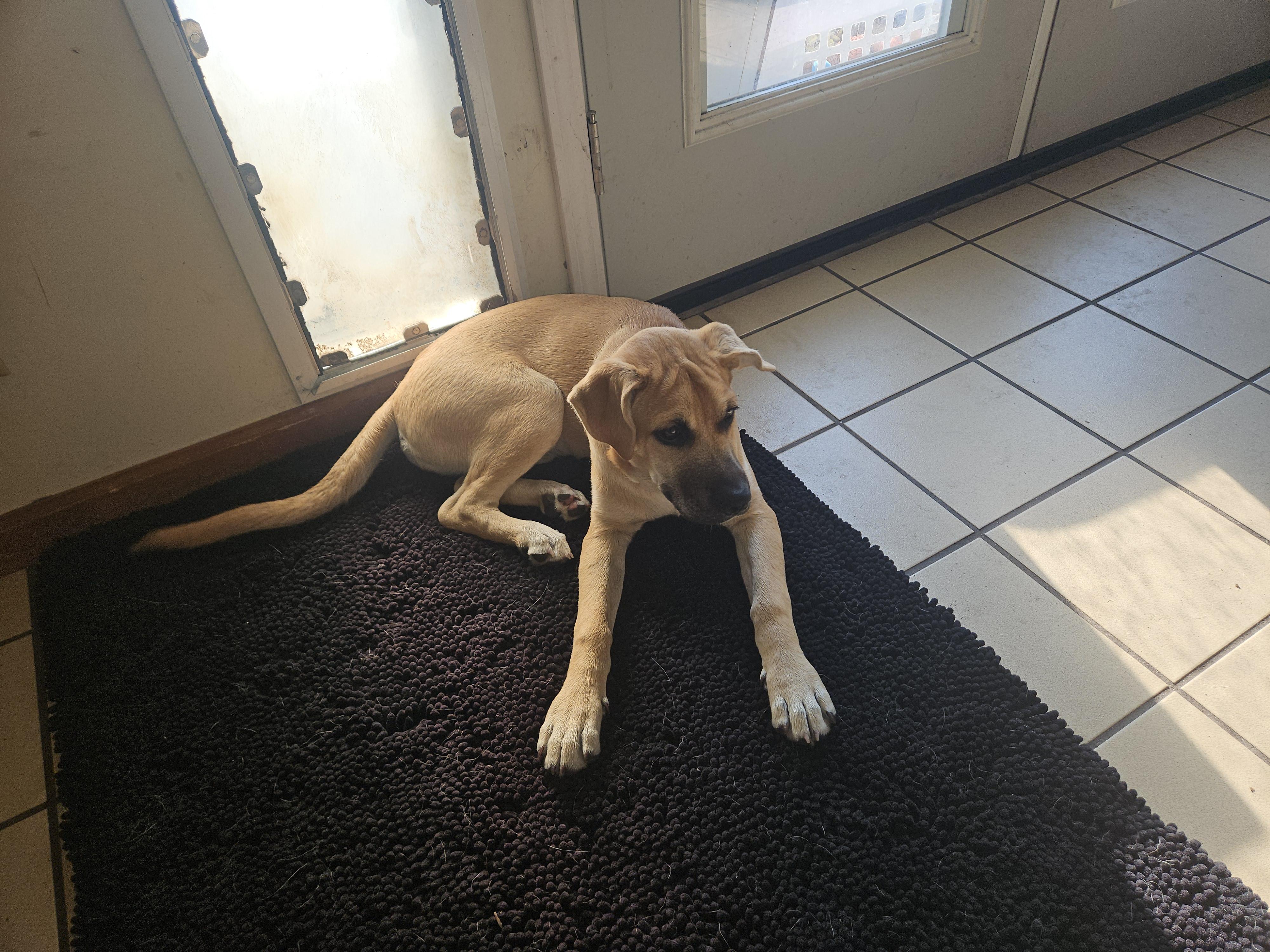 Enlarge Libby, a Adoptable mixed breed in Panama City, FL image 5/5