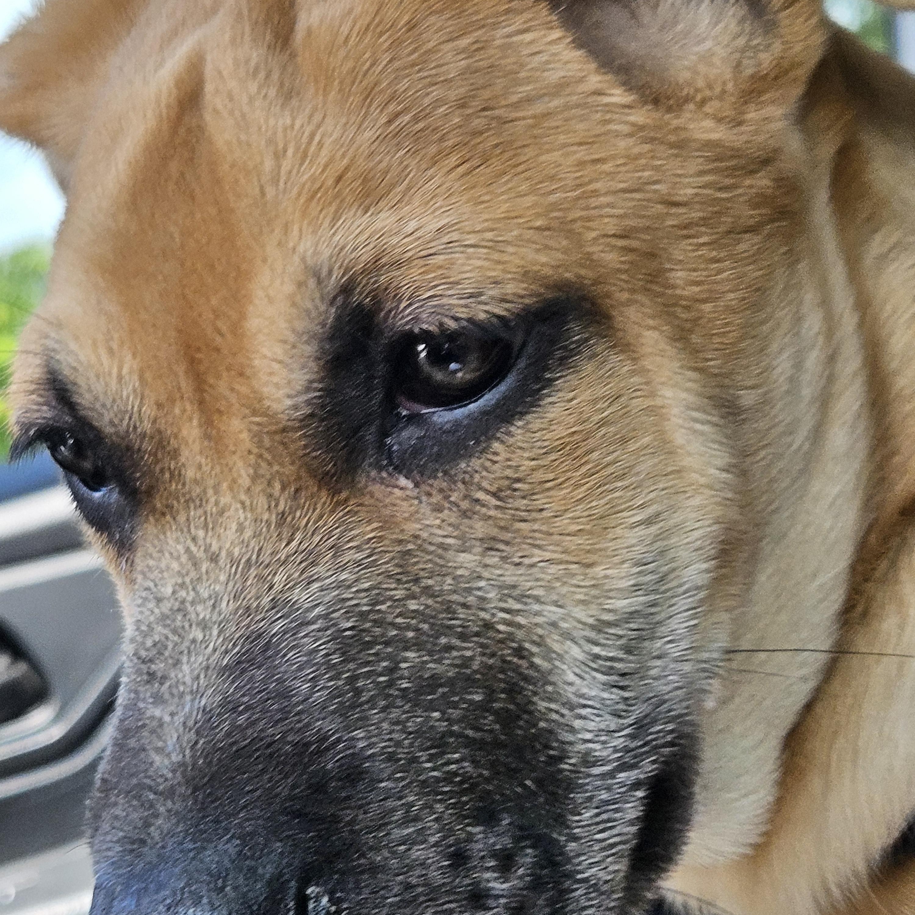 Enlarge Libby, a Adoptable mixed breed in Panama City, FL image 4/5