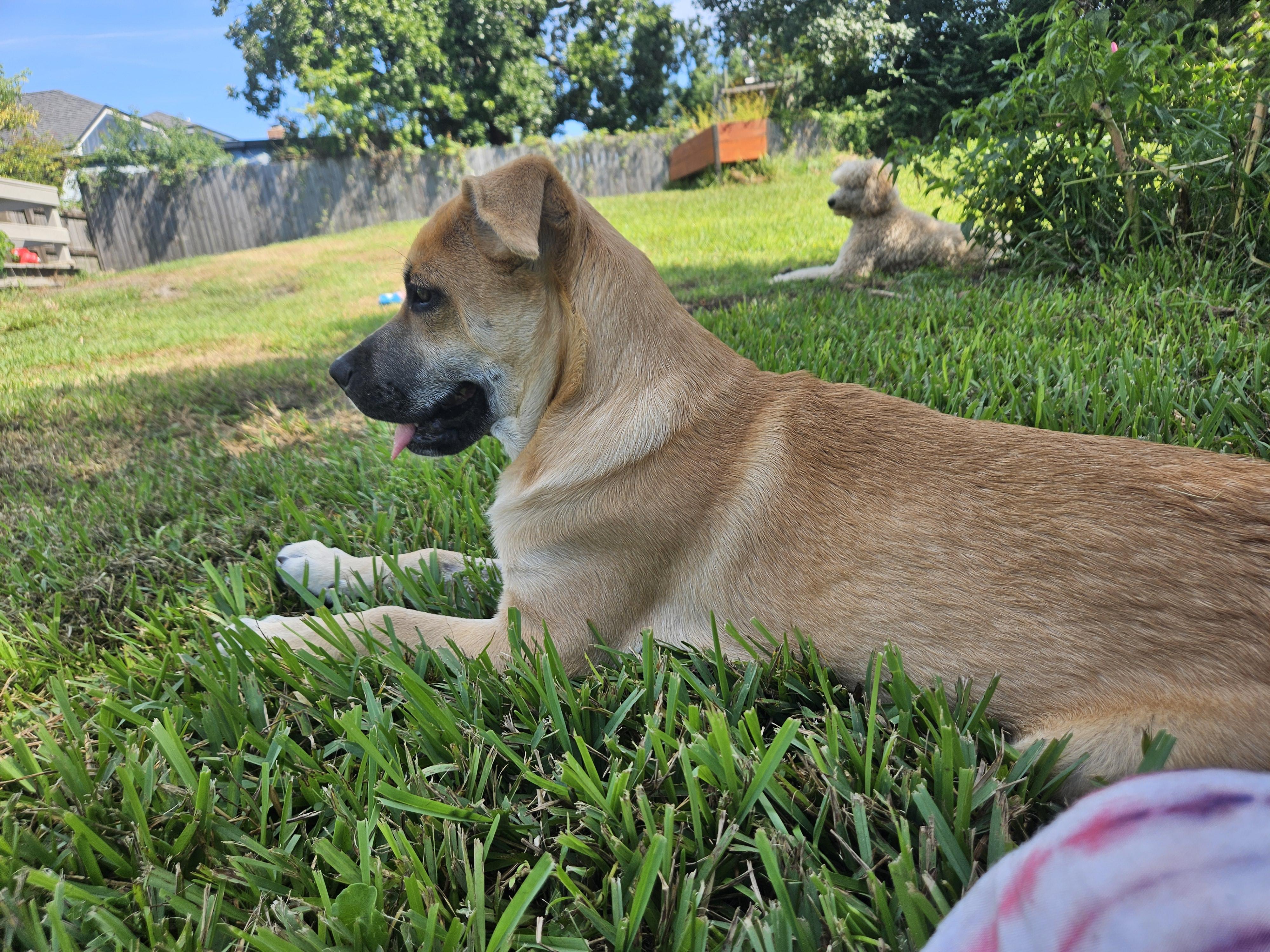 Enlarge Libby, a Adoptable mixed breed in Panama City, FL image 3/5