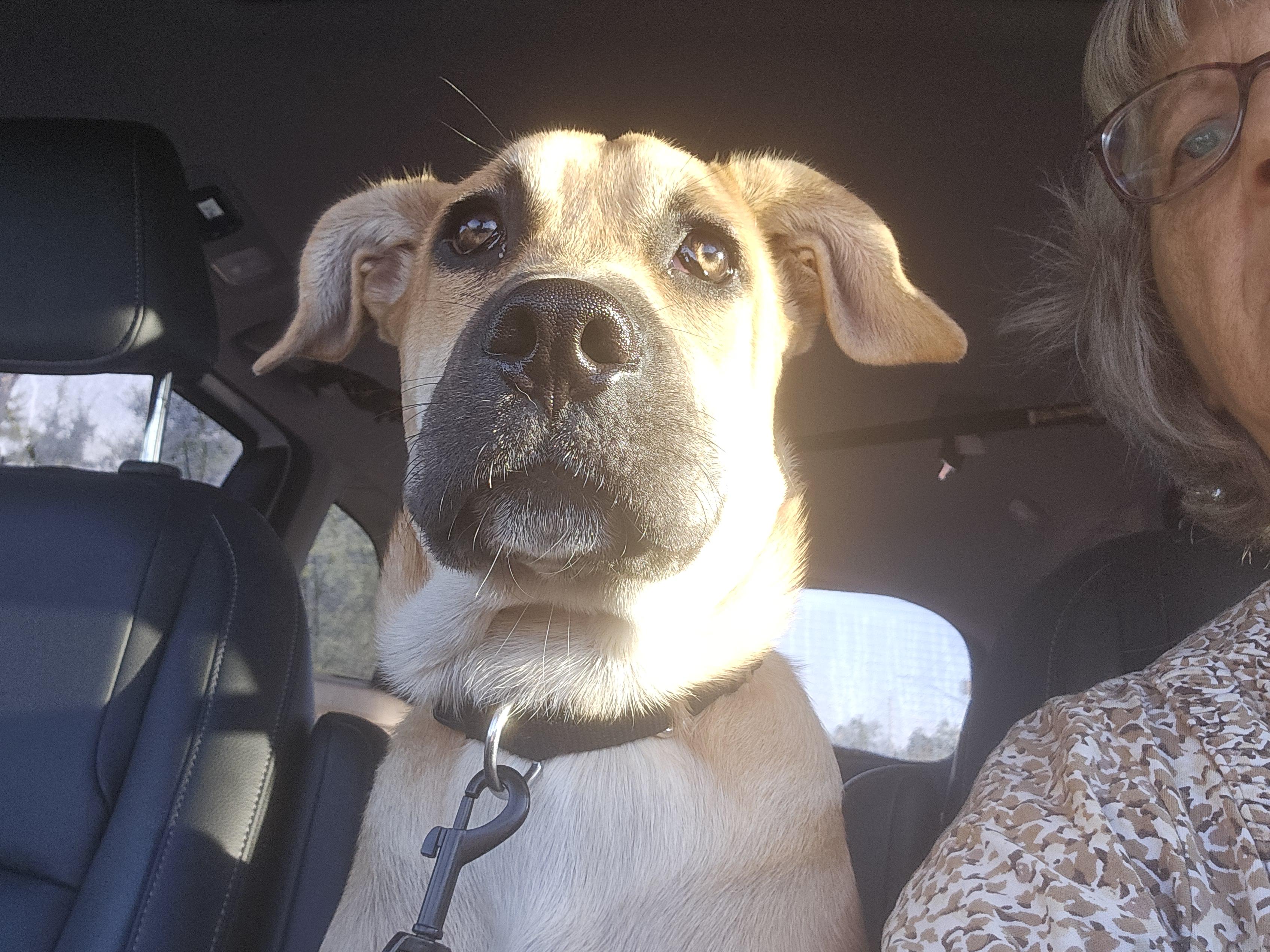 Enlarge Libby, a Adoptable mixed breed in Panama City, FL image 2/5