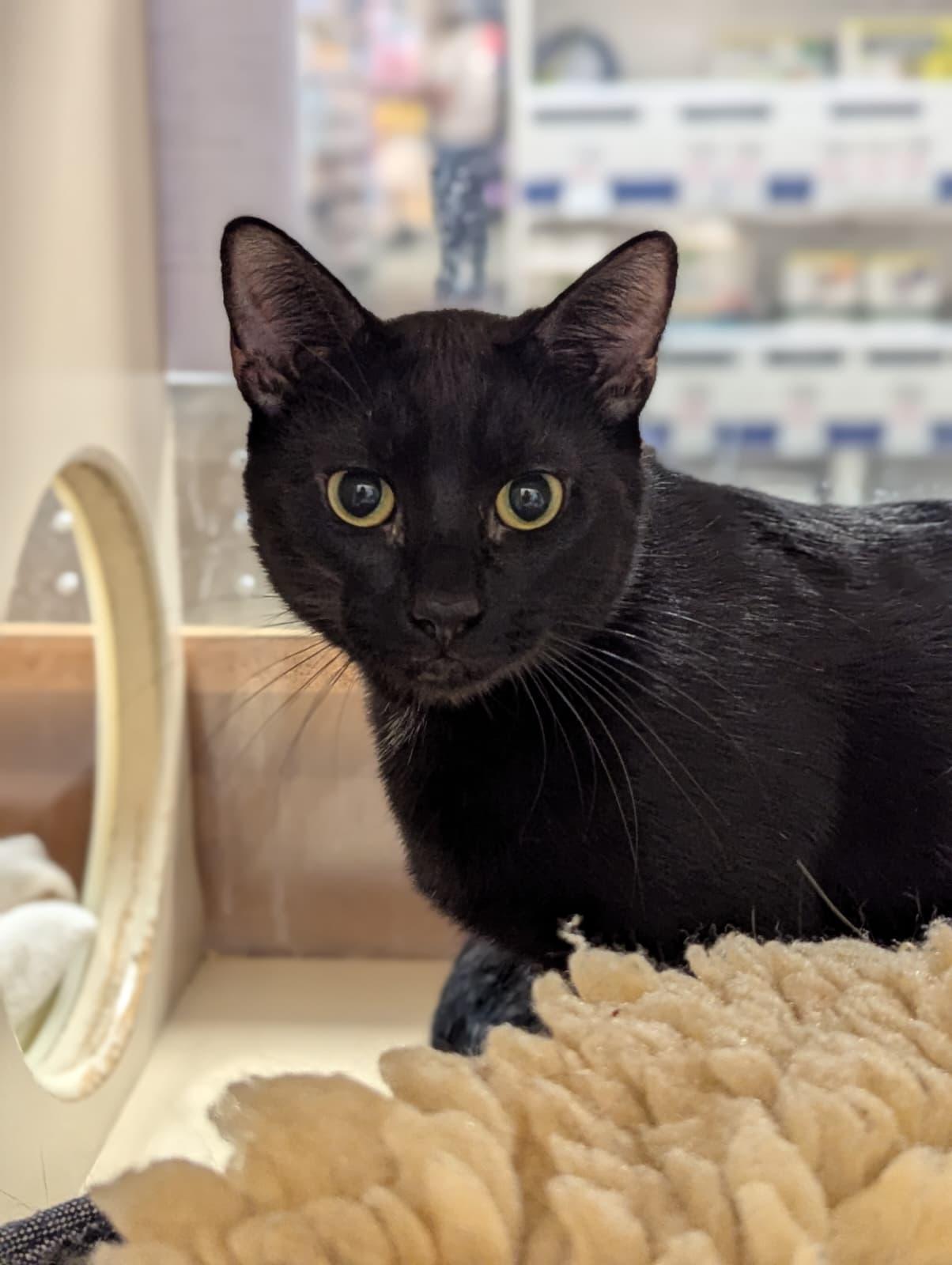 Enlarge Frazier - teen male kitten, a ADOPTABLE Domestic Short Hair in San Francisco, CA image 2/3