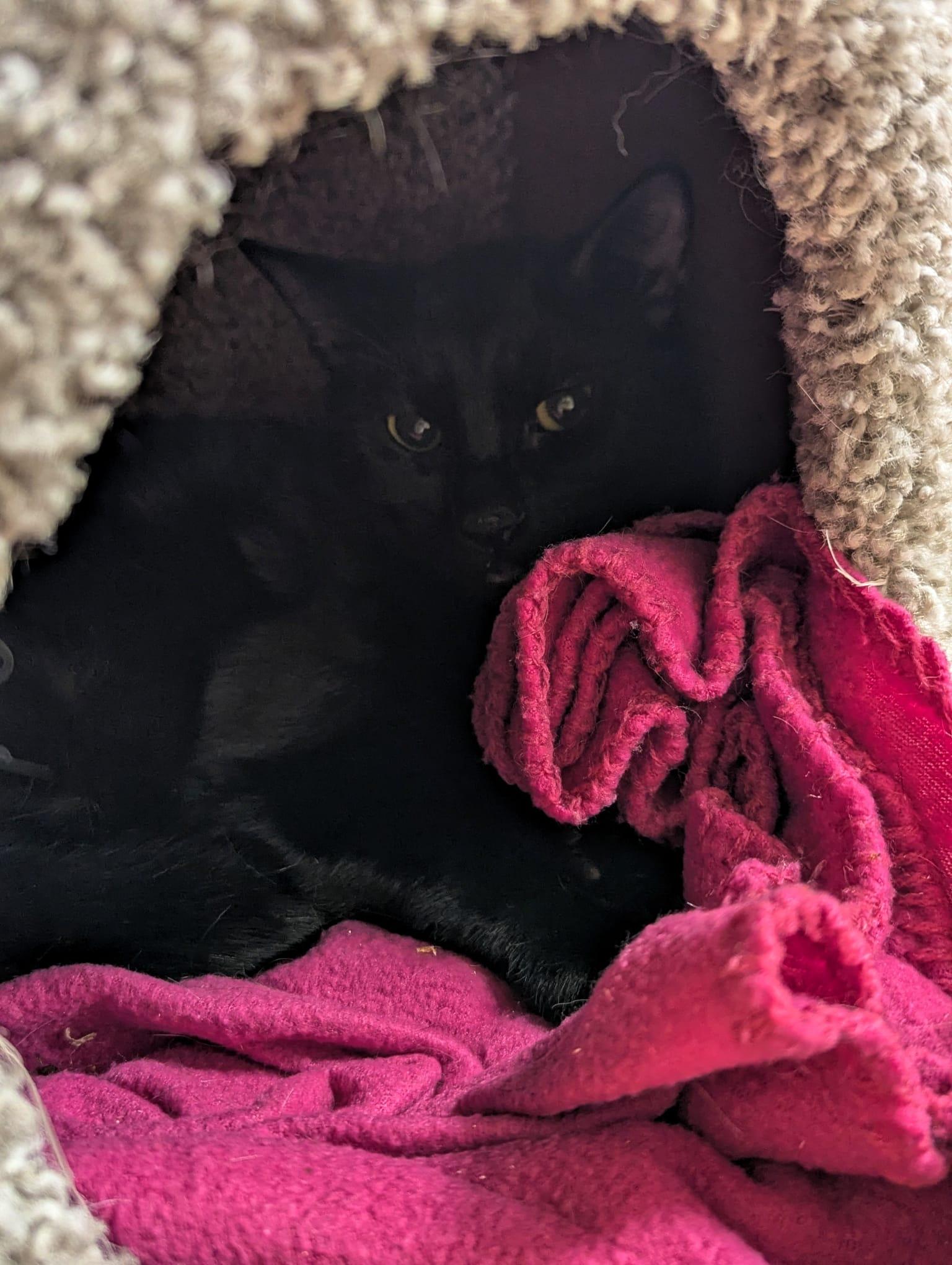 Enlarge Frazier - teen male kitten, a ADOPTABLE Domestic Short Hair in San Francisco, CA image 3/3