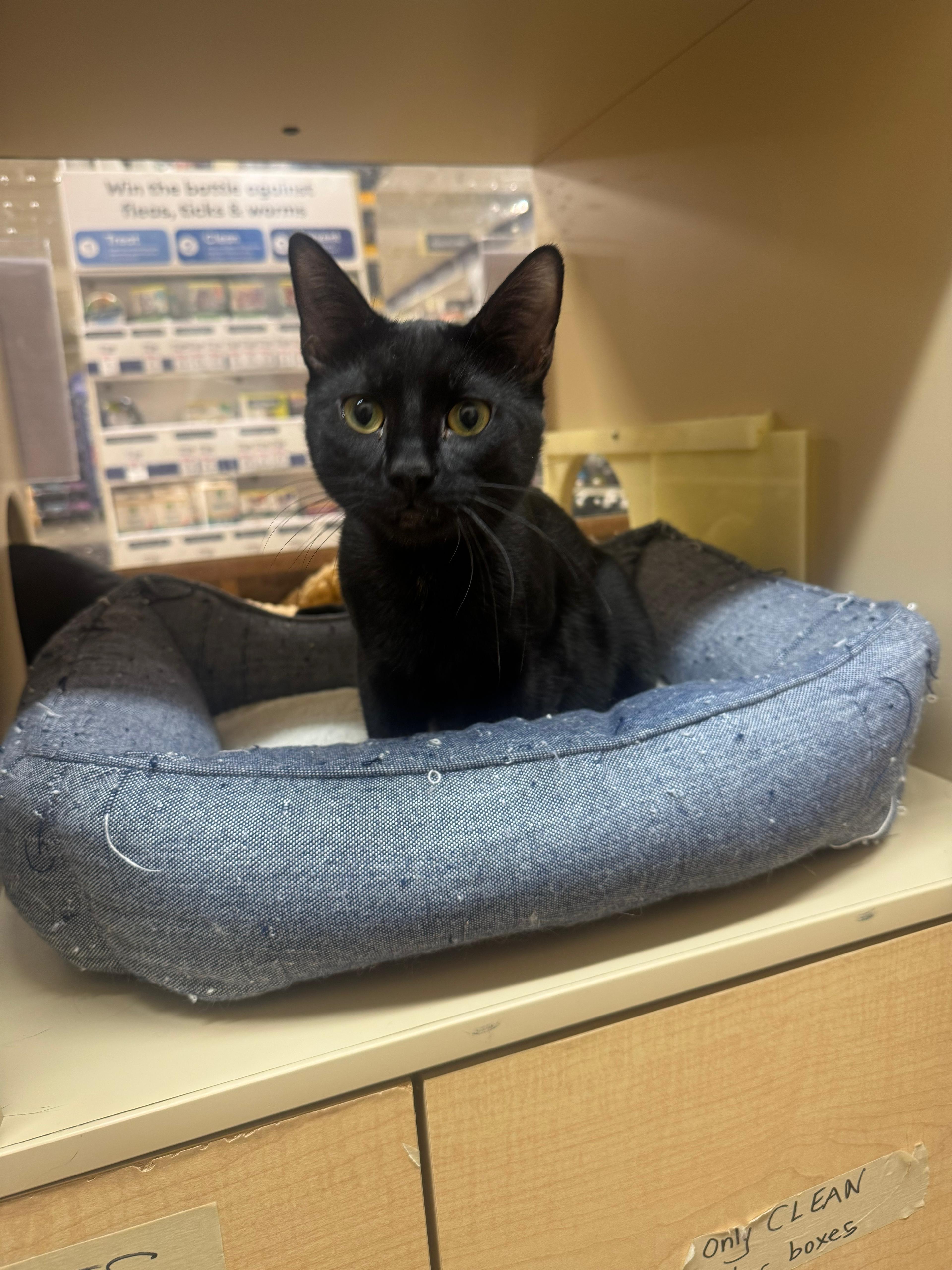 Enlarge Frazier - teen male kitten, a ADOPTABLE Domestic Short Hair in San Francisco, CA image 1/3