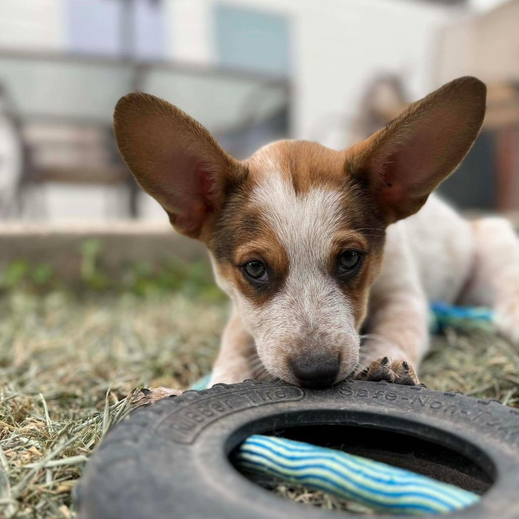 Hazel — thumbnail 5