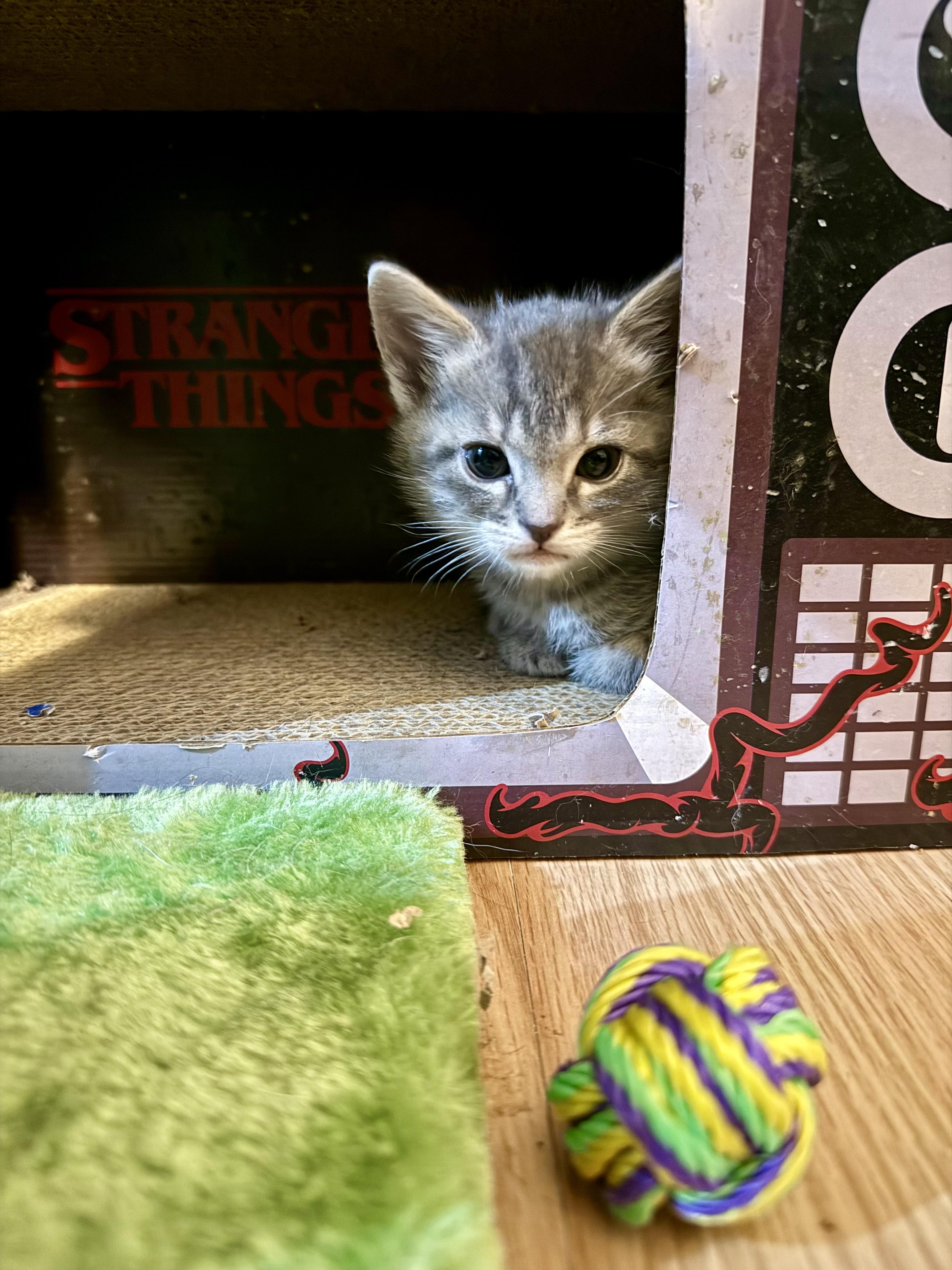 Negan, a ADOPTABLE Domestic Short Hair in Salt Lake City, UT image 3/6