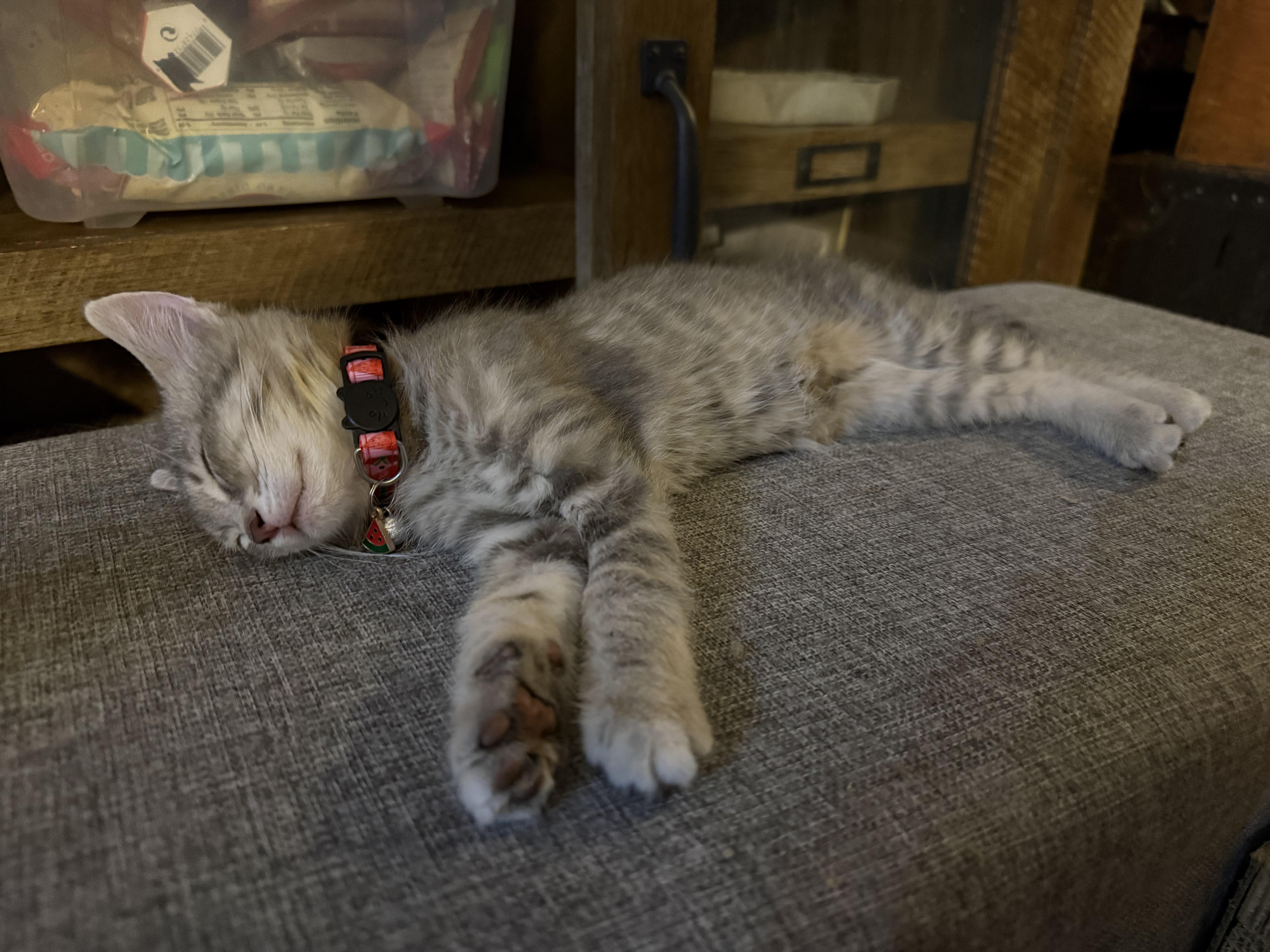 Negan, a ADOPTABLE Domestic Short Hair in Salt Lake City, UT image 5/6