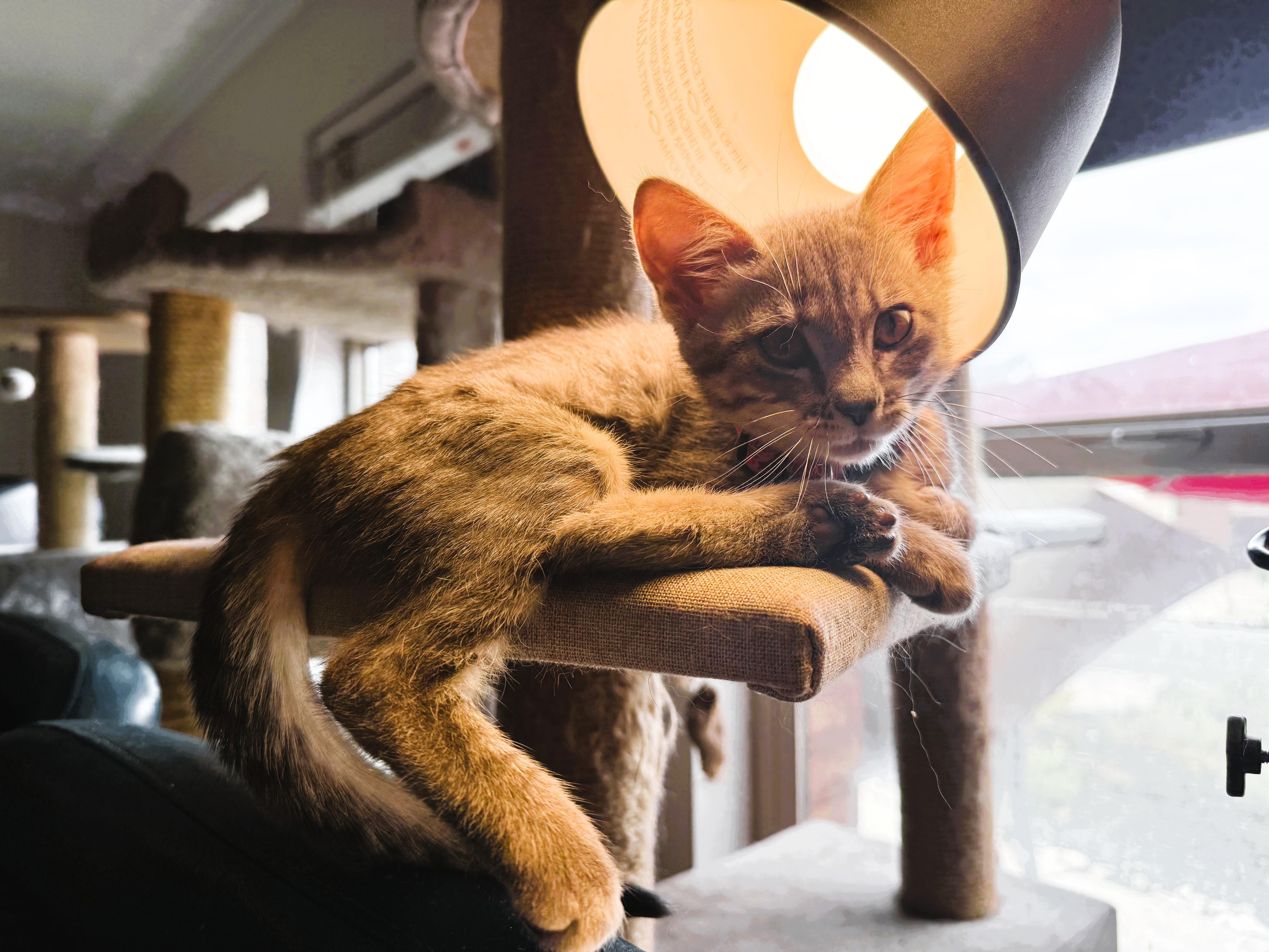 Negan, a ADOPTABLE Domestic Short Hair in Salt Lake City, UT image 4/6