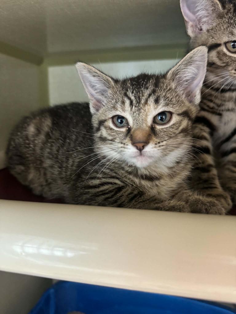 Chicken, Adoptable, Kitten Female Domestic Short Hair.