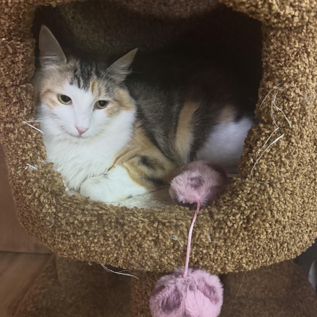 Lainey, Adoptable, Kitten Female Domestic Short Hair.