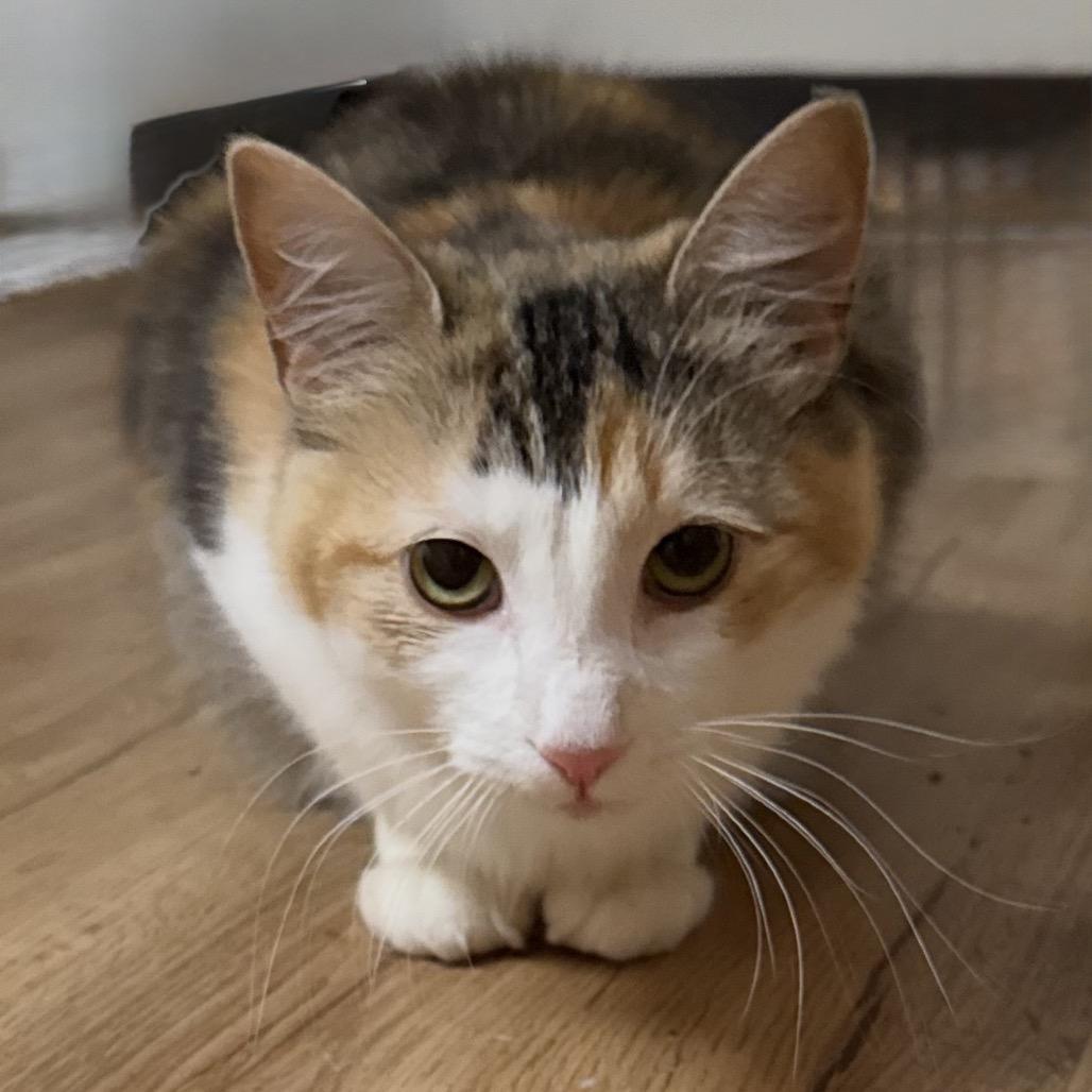 Enlarge Lainey, a Adoptable Domestic Short Hair in Reisterstown, MD image 2/4