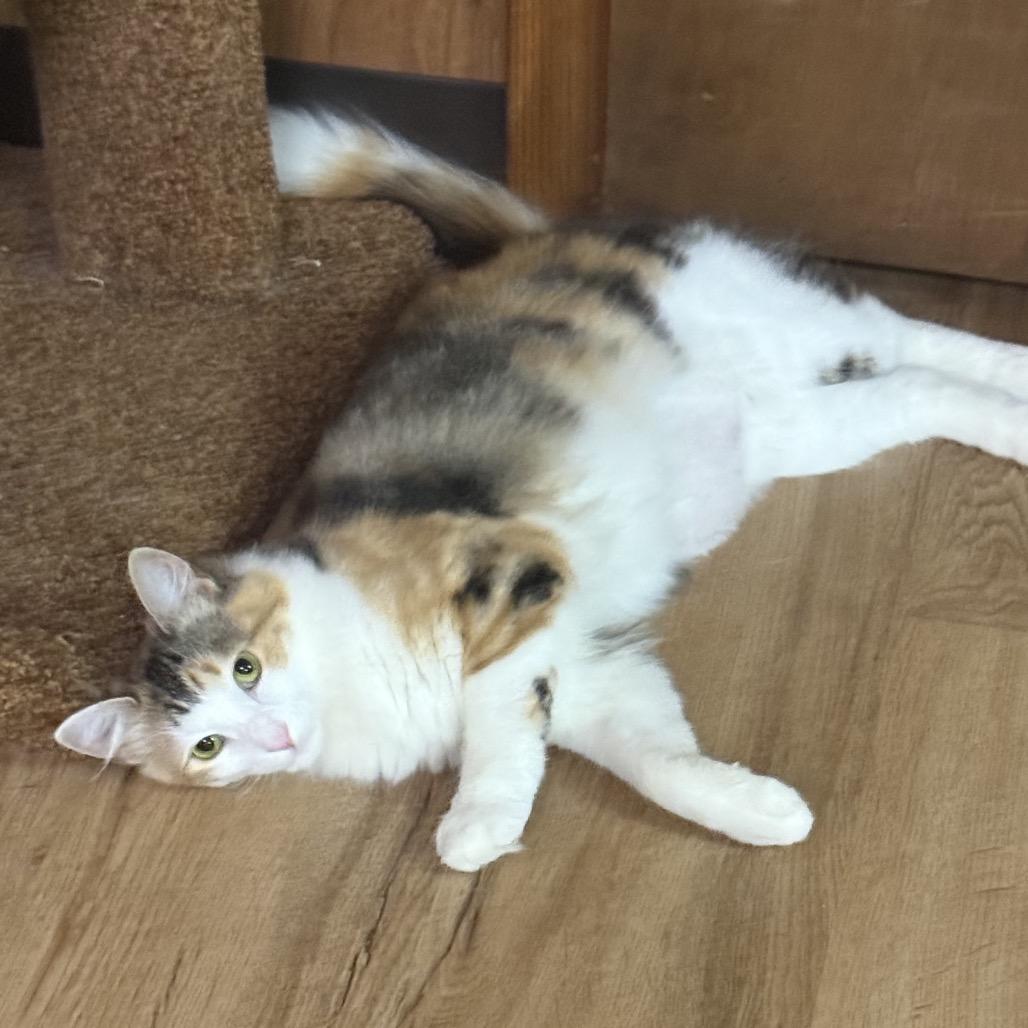 Enlarge Lainey, a Adoptable Domestic Short Hair in Reisterstown, MD image 3/4