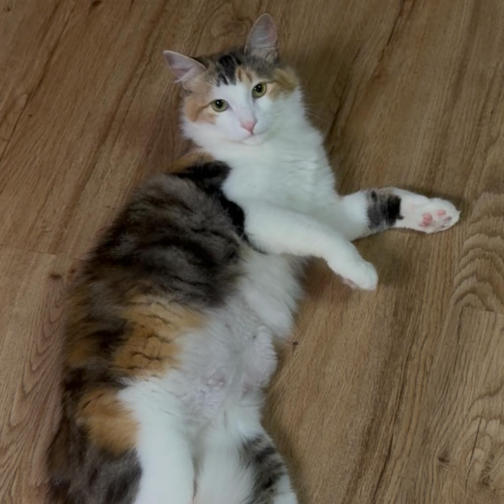 Enlarge Lainey, a Adoptable Domestic Short Hair in Reisterstown, MD image 4/4