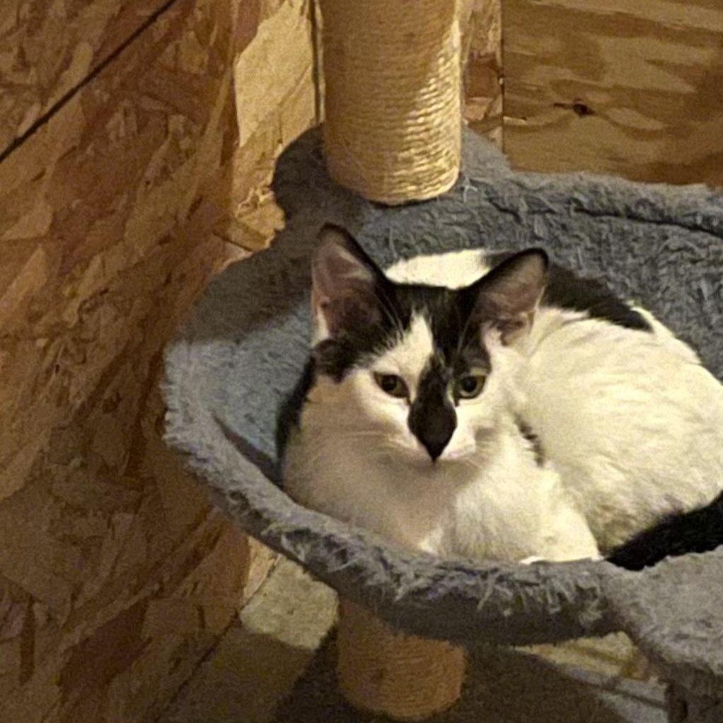 Enlarge Luka, a ADOPTABLE Domestic Short Hair in Savanna, IL image 1/1