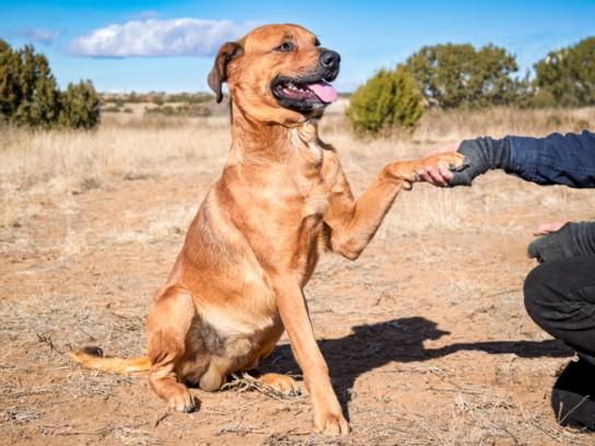 Enlarge YOGI, a Adoptable Mixed Breed in Santa Fe, NM image 1/1