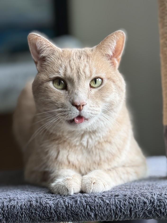 Wasabi, an adopted Domestic Short Hair in Medford, MA image 2/3