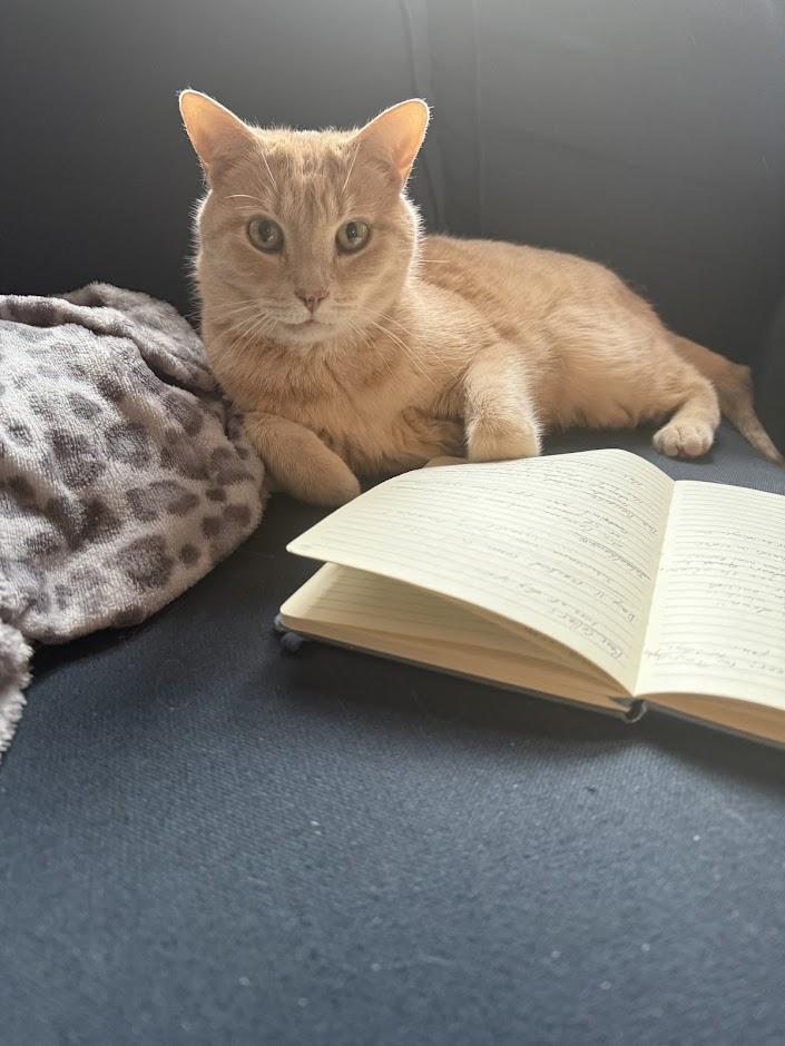 Wasabi, adopted, Adult Male Domestic Short Hair.