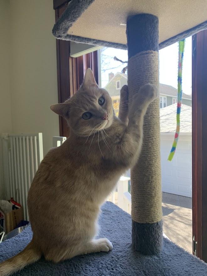 Wasabi, an adopted Domestic Short Hair in Medford, MA image 3/3
