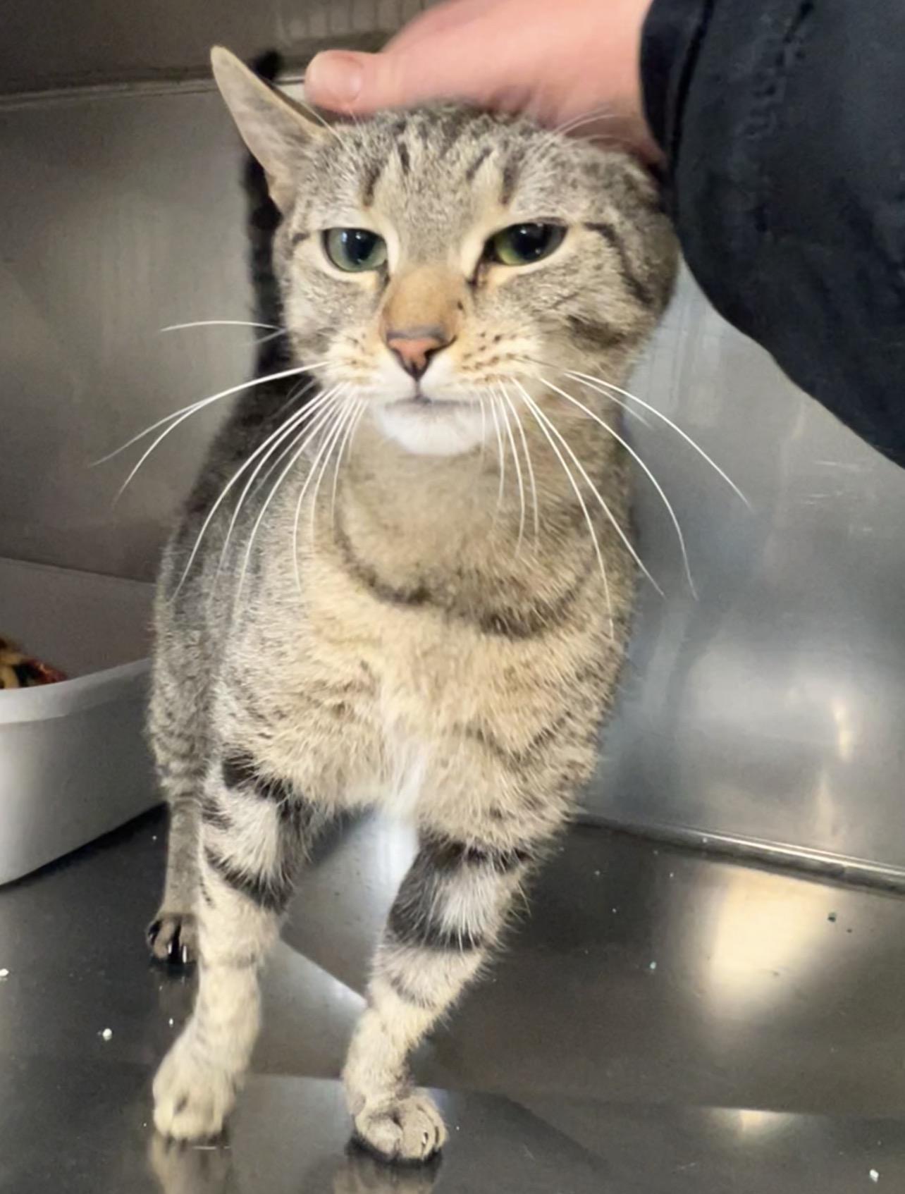 Ballerina , adopted, Kitten Female Domestic Short Hair.