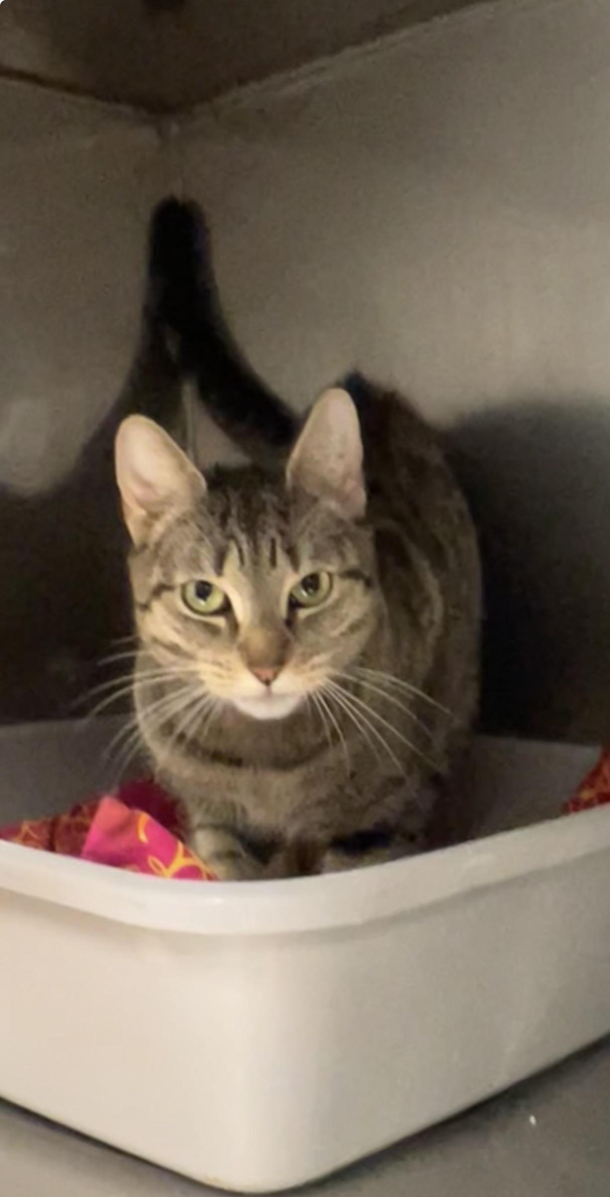 Ballerina , an adopted Domestic Short Hair in Montville, NJ image 3/4