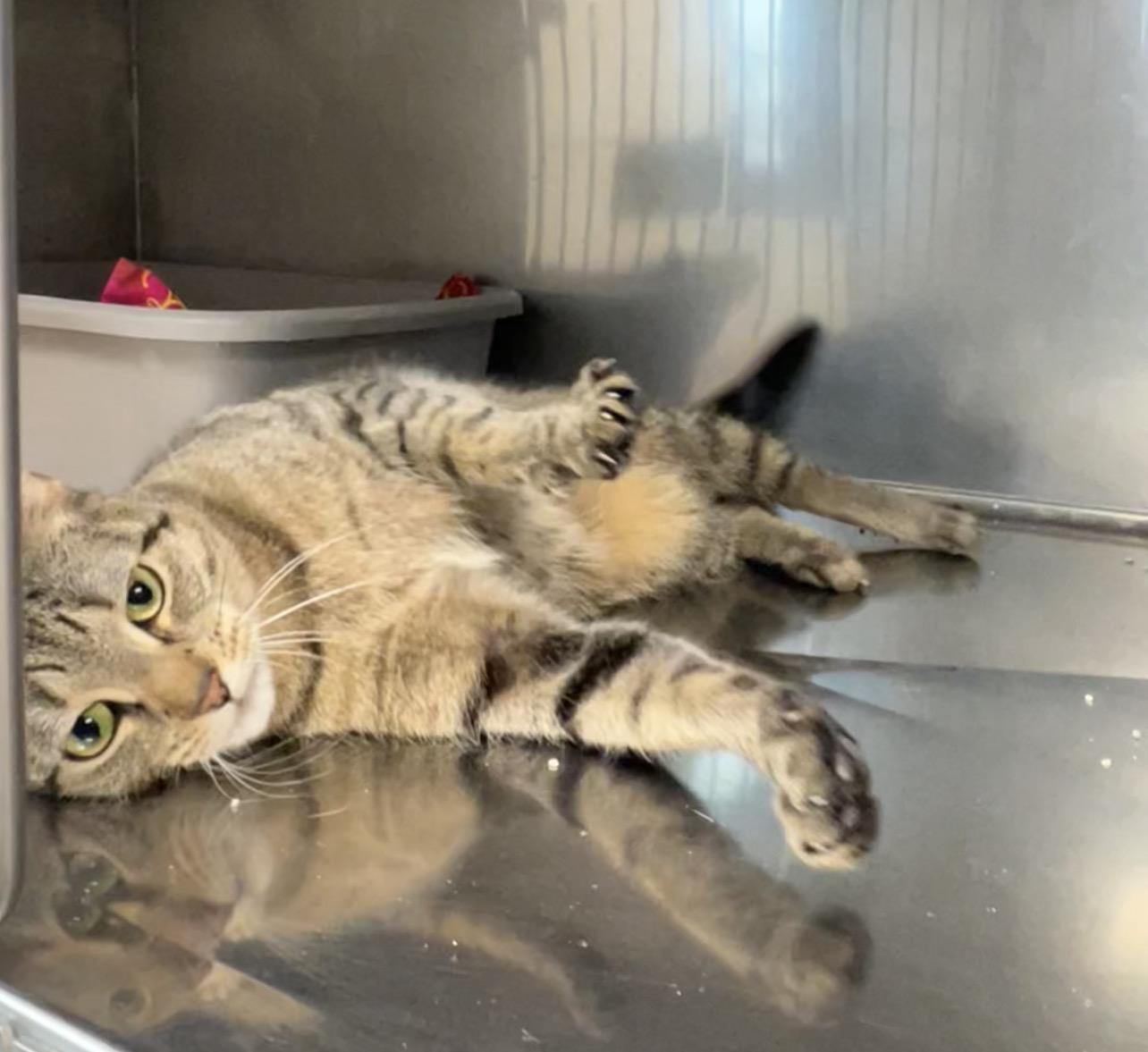 Ballerina , an adopted Domestic Short Hair in Montville, NJ image 2/4