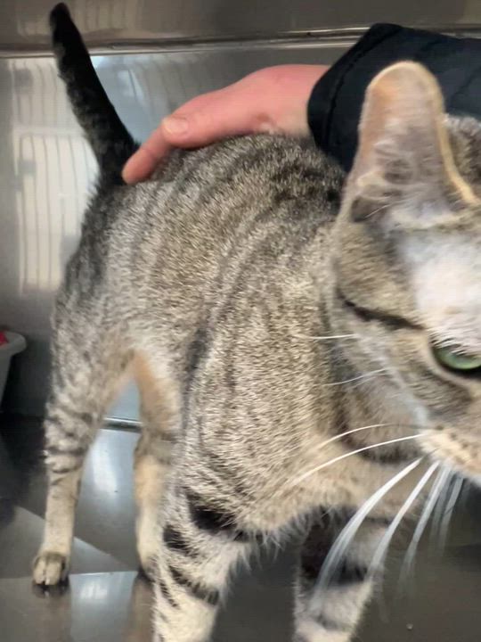 Enlarge Ballerina , an adopted Domestic Short Hair in Montville, NJ video 4/4