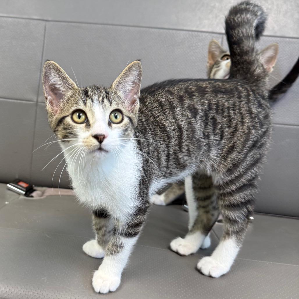 Quesarito, Adoptable, Kitten Male Domestic Short Hair.