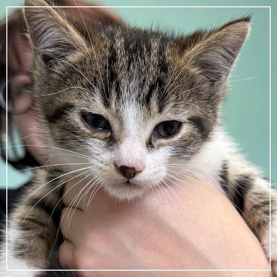 Enlarge Quesarito, a Adoptable Domestic Short Hair in Archbold , OH image 2/2