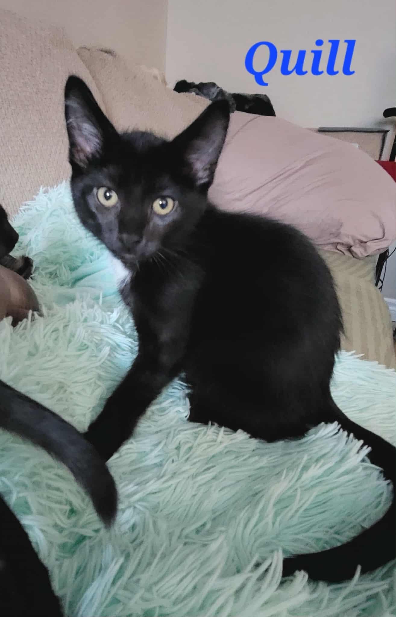 Enlarge Quill, a Adoptable Domestic Short Hair in Kitchener, ON image 1/1