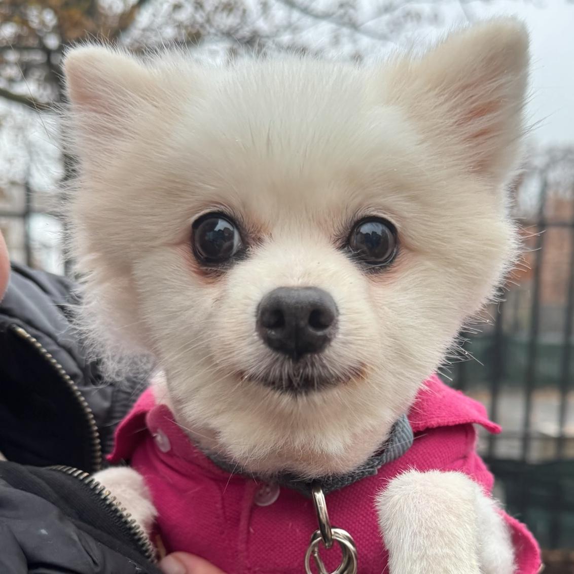 Enlarge Casi, an adopted mixed breed in Brooklyn, NY image 1/4