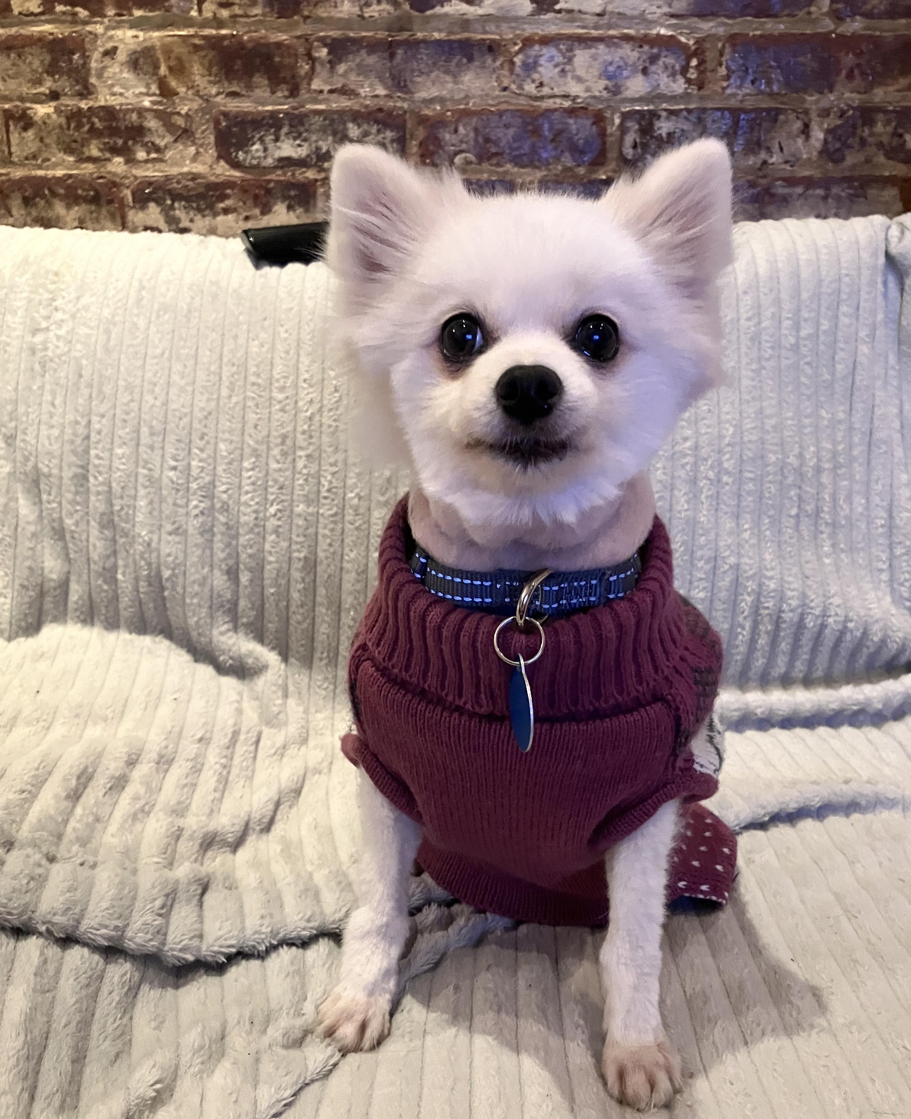 Enlarge Casi, an adopted mixed breed in Brooklyn, NY image 2/4