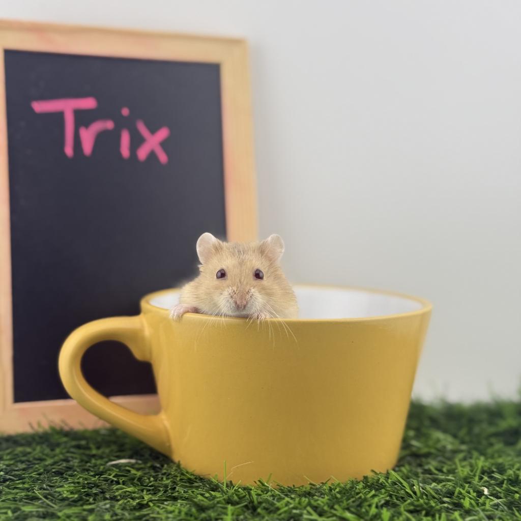 Enlarge Trix Gilmore, a Adoptable Dwarf Hamster in Camarillo, CA image 1/1