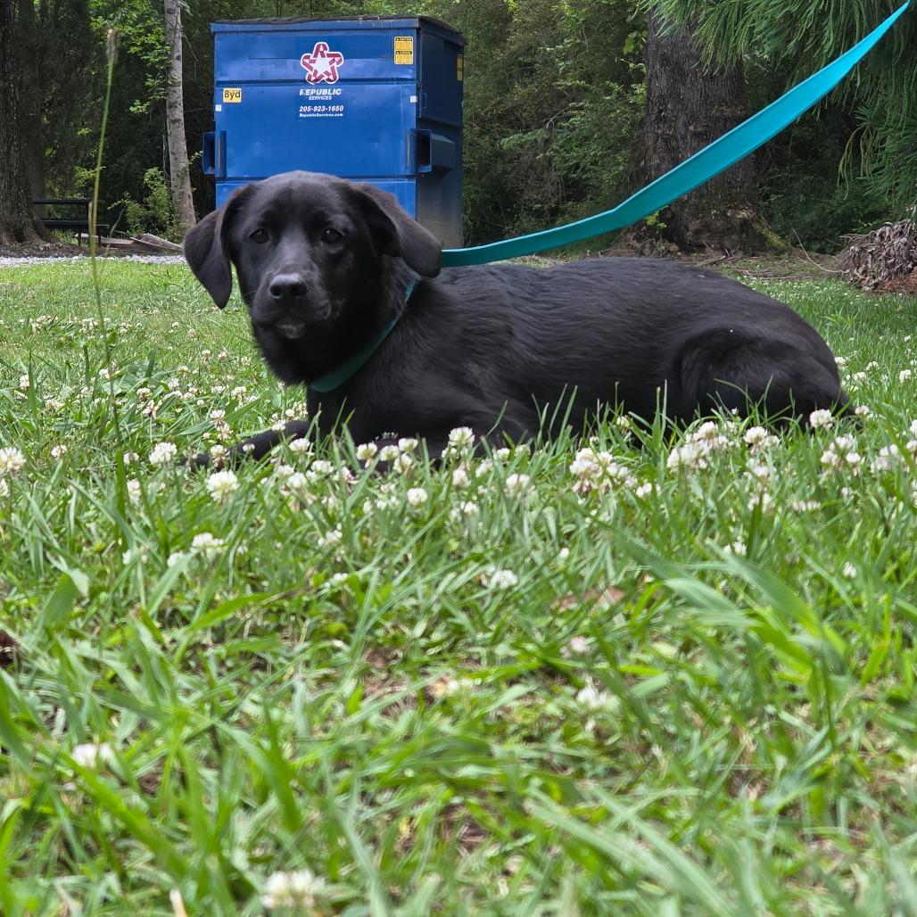 Jake, Adoptable, Young Male Shepherd & Mixed Breed.