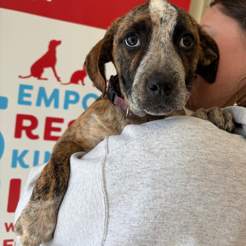 Vera, Adoptable, Puppy Female Terrier.