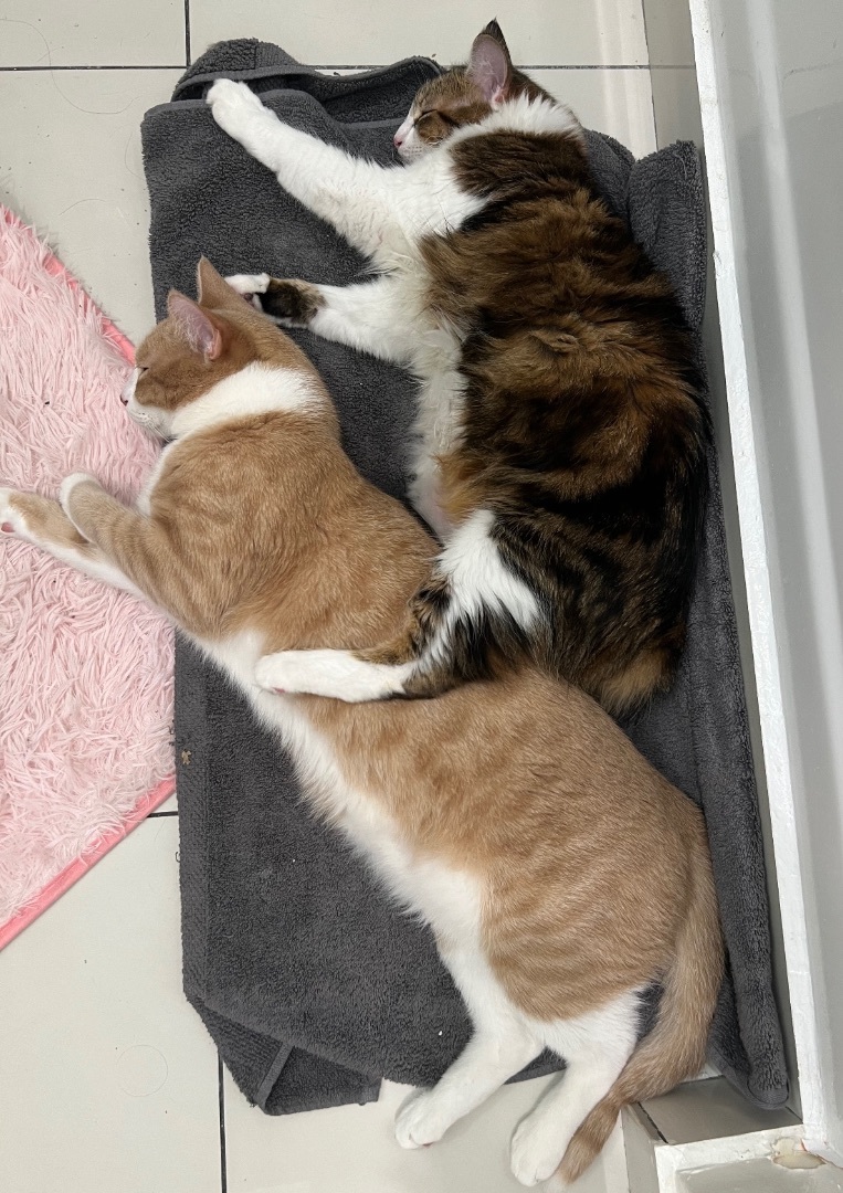 Enlarge Luffy (bonded to Stewie), a Adoptable Domestic Medium Hair in Los Angeles, CA image 1/6