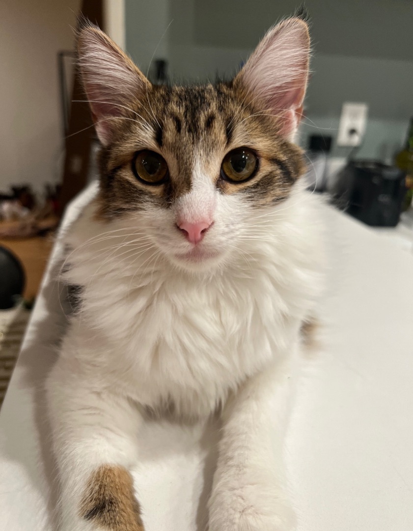 Enlarge Luffy (bonded to Stewie), a Adoptable Domestic Medium Hair in Los Angeles, CA image 2/6