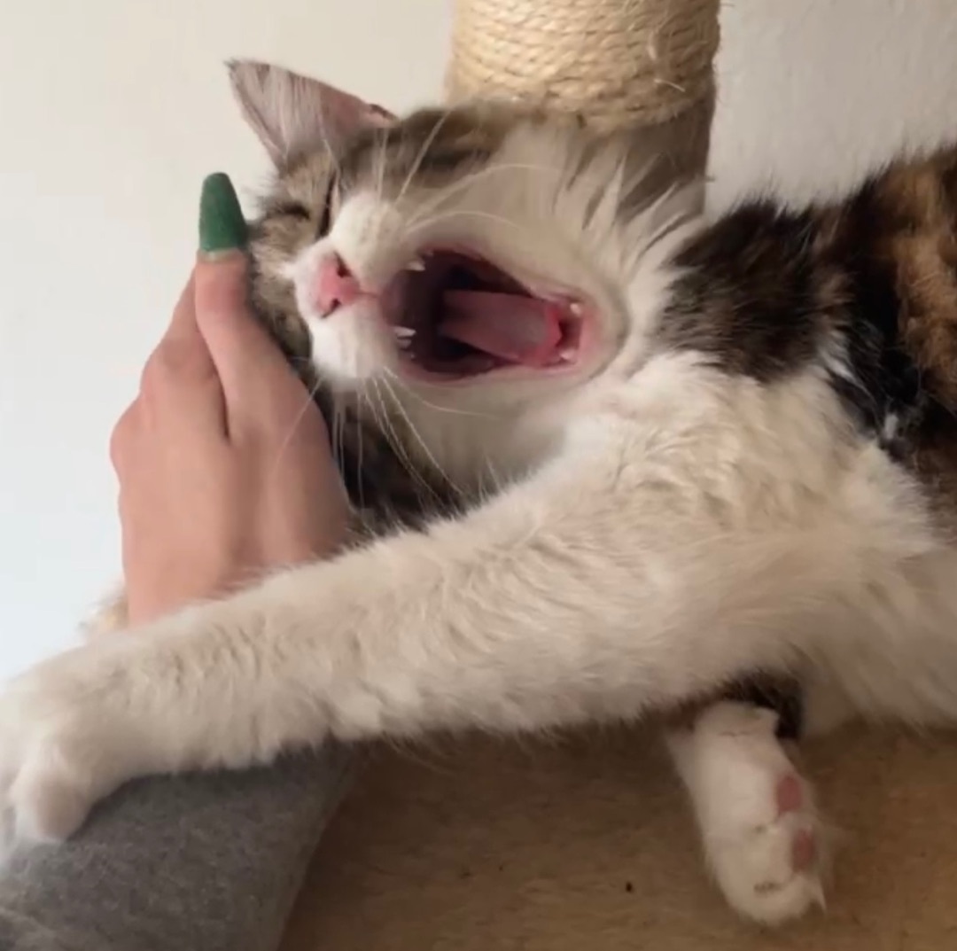 Enlarge Luffy (bonded to Stewie), a Adoptable Domestic Medium Hair in Los Angeles, CA image 3/6