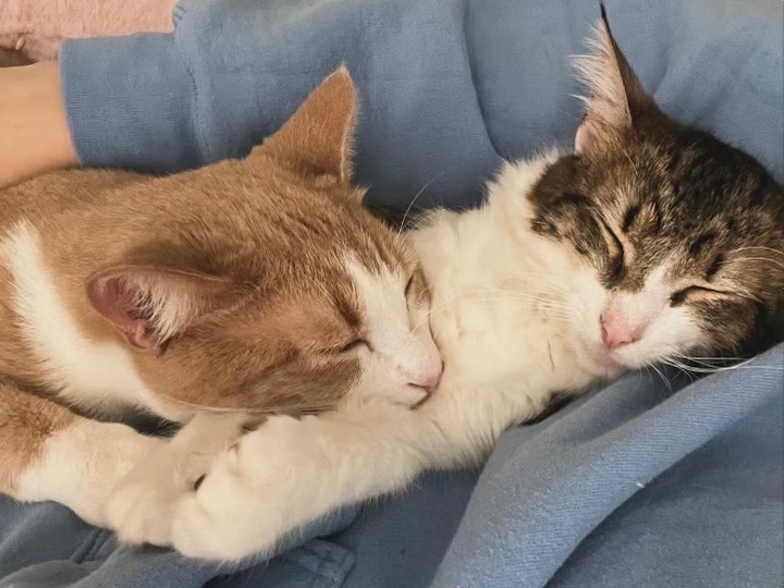 Luffy (bonded to Stewie), Adoptable, Young Male Domestic Medium Hair.