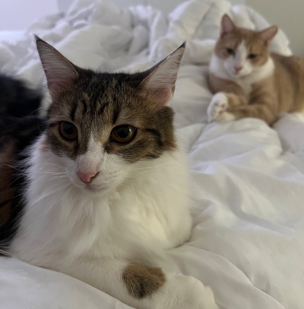 Enlarge Luffy (bonded to Stewie), a Adoptable Domestic Medium Hair in Los Angeles, CA image 5/6