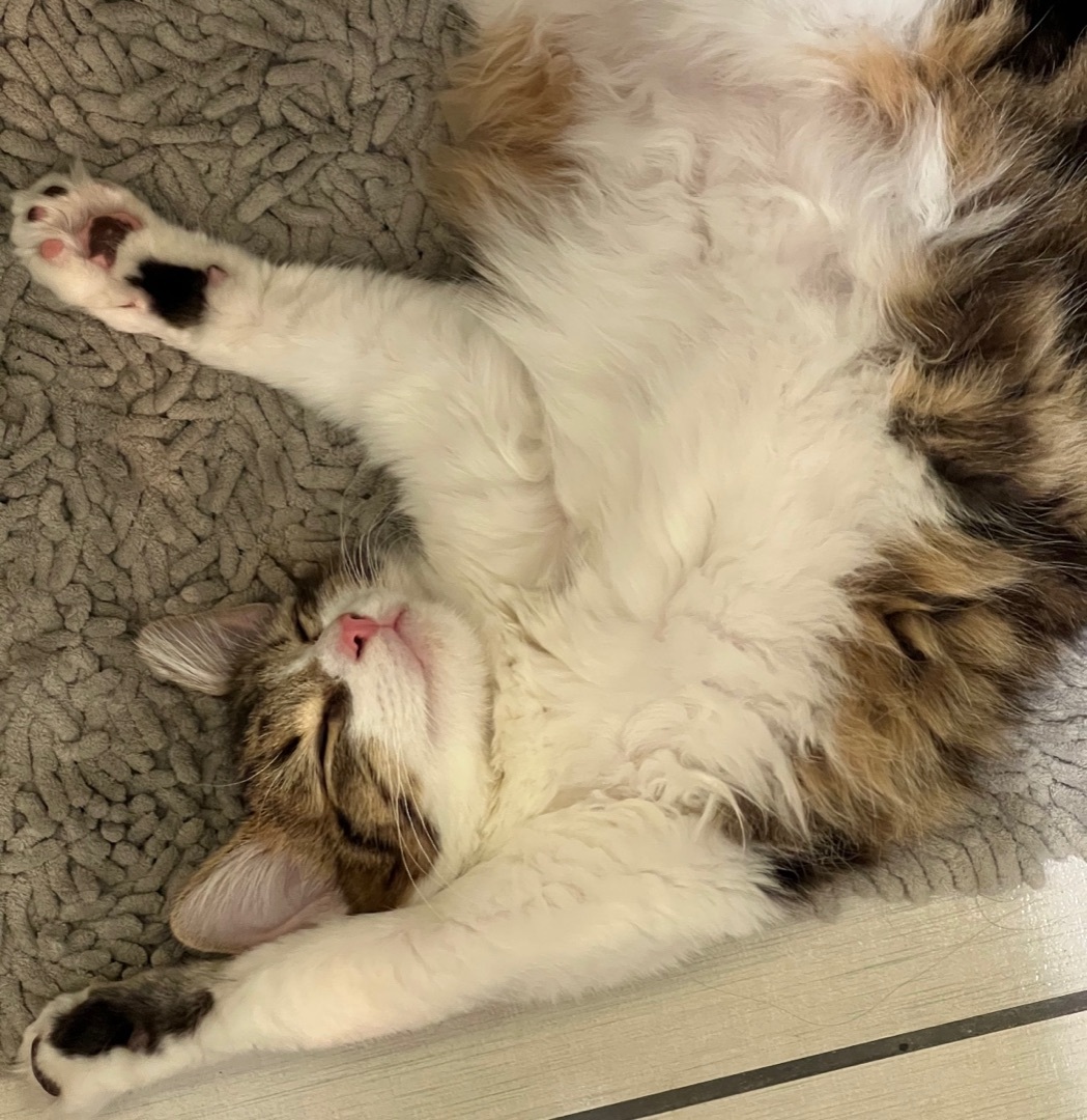 Enlarge Luffy (bonded to Stewie), a Adoptable Domestic Medium Hair in Los Angeles, CA image 6/6