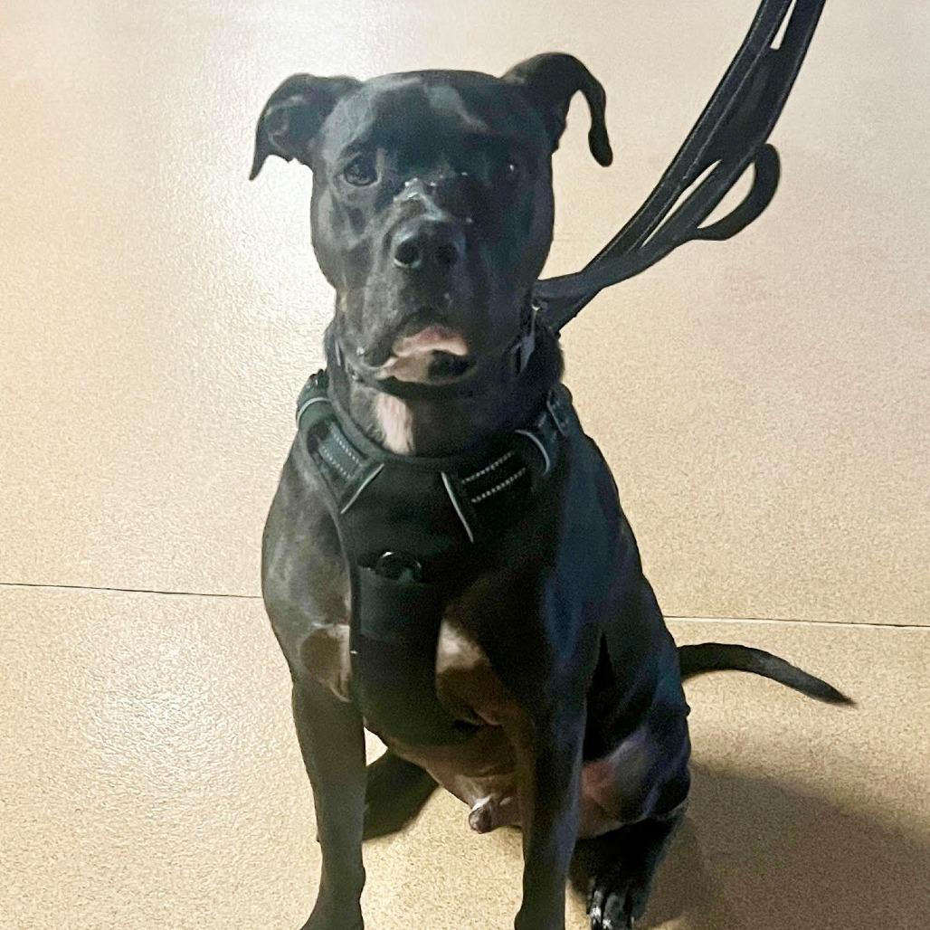 Enlarge Ruger, a Adoptable Pit Bull Terrier in Zanesville, OH image 1/4