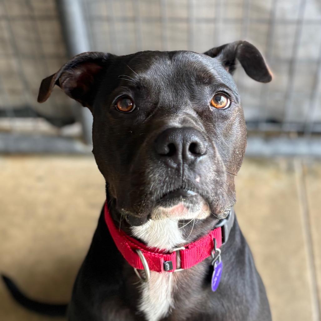 Enlarge Ruger, a Adoptable Pit Bull Terrier in Zanesville, OH image 2/4