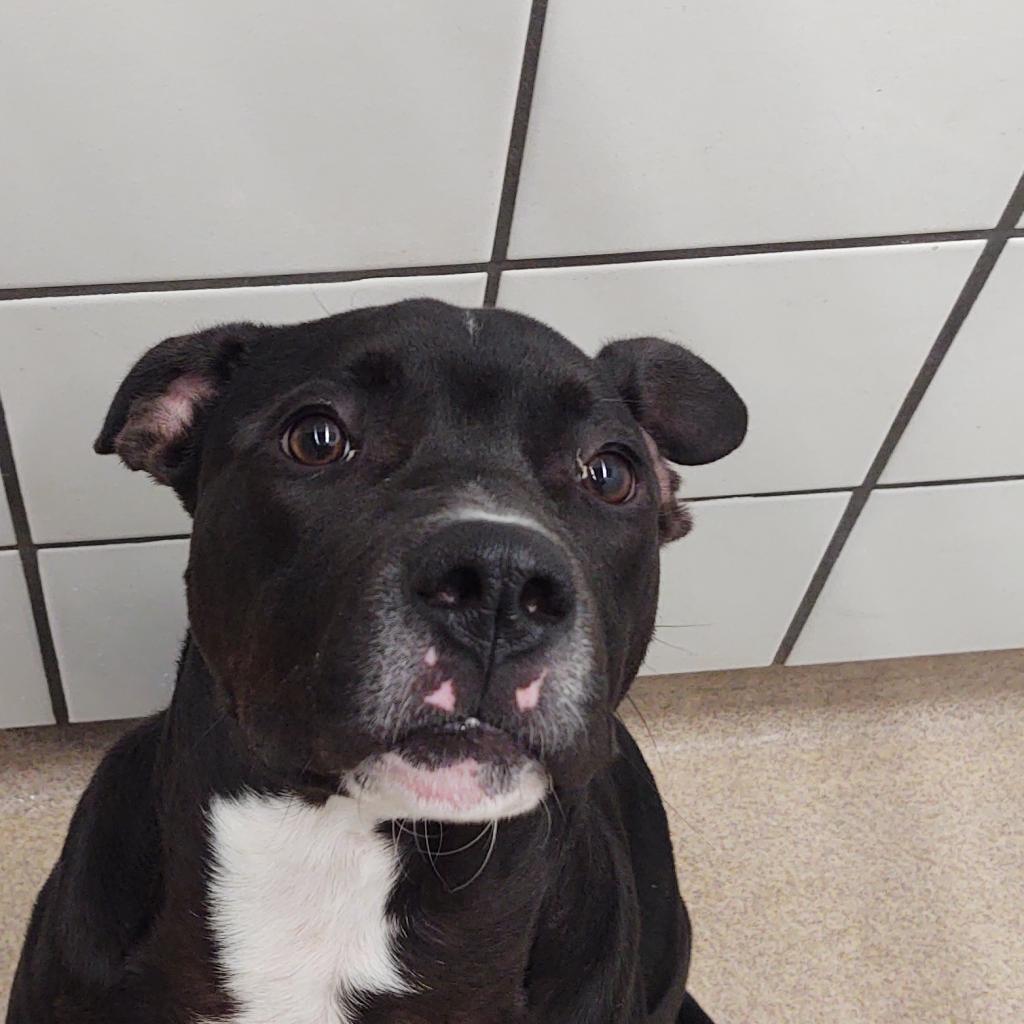 Enlarge Ruger, a Adoptable Pit Bull Terrier in Zanesville, OH image 3/4