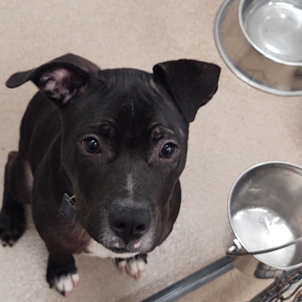 Enlarge Ruger, a Adoptable Pit Bull Terrier in Zanesville, OH image 4/4