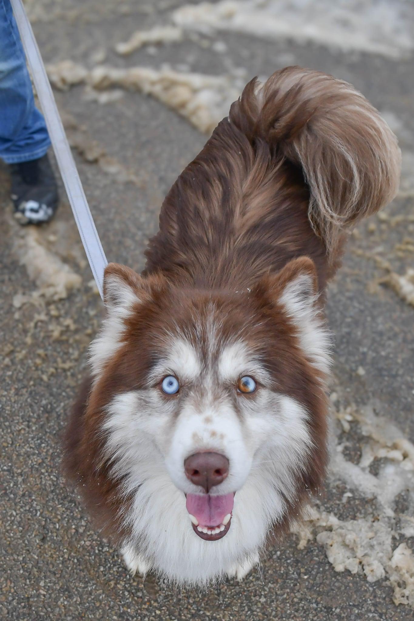 Odie in NH! Come Meet our Adoptable Dogs Wed-Sat, More Info in Bio!, Adoptable, Adult Male Australian Shepherd & Husky.