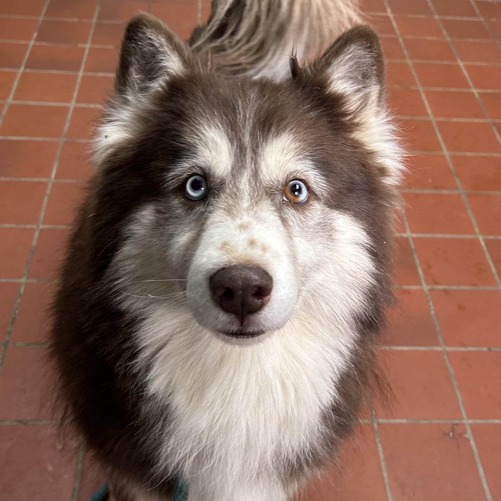Odie in NH! Come Meet our Adoptable Dogs Wed-Sat, More Info in Bio!, Adoptable, Adult Male Australian Shepherd & Husky.