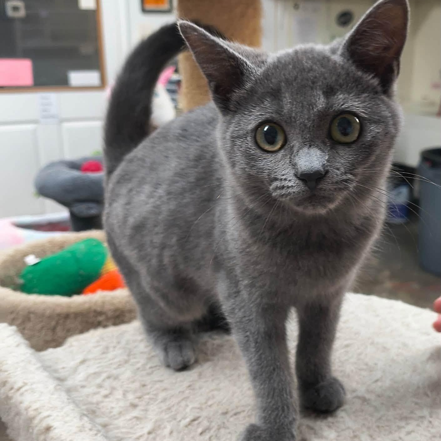 Enlarge Puff, a Adopted Domestic Short Hair in Saint Marys, PA image 1/1