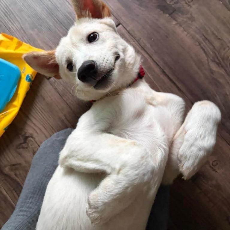 Enlarge Dao, a Adoptable Jindo in Northbrook, IL image 1/5