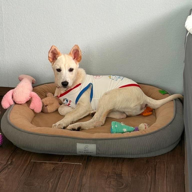 Enlarge Dao, a Adoptable Jindo in Northbrook, IL image 2/5